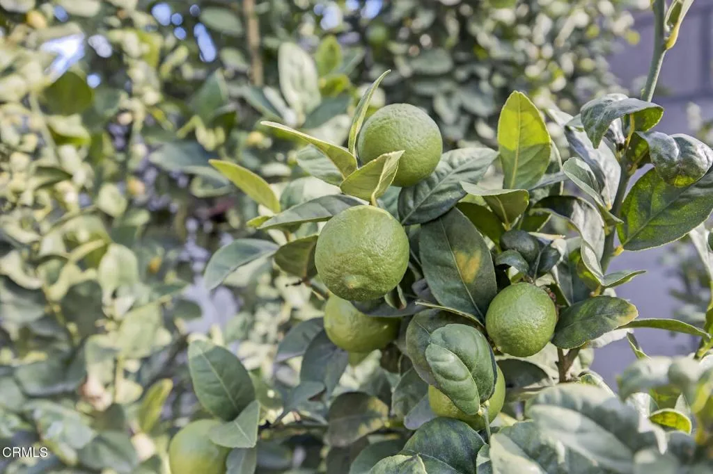 Additional image 40 of 729 Ralph Way, Santa Paula, CA 93060