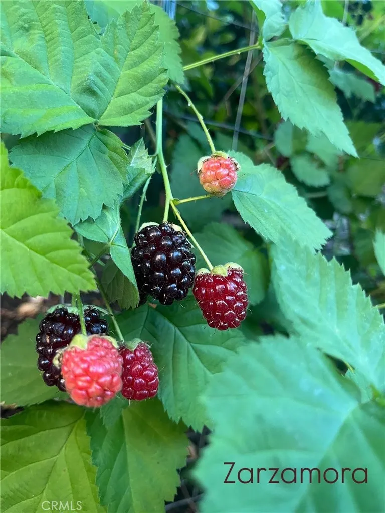 Additional image 70 of 31710 Corte Esparza, Temecula, CA 92592