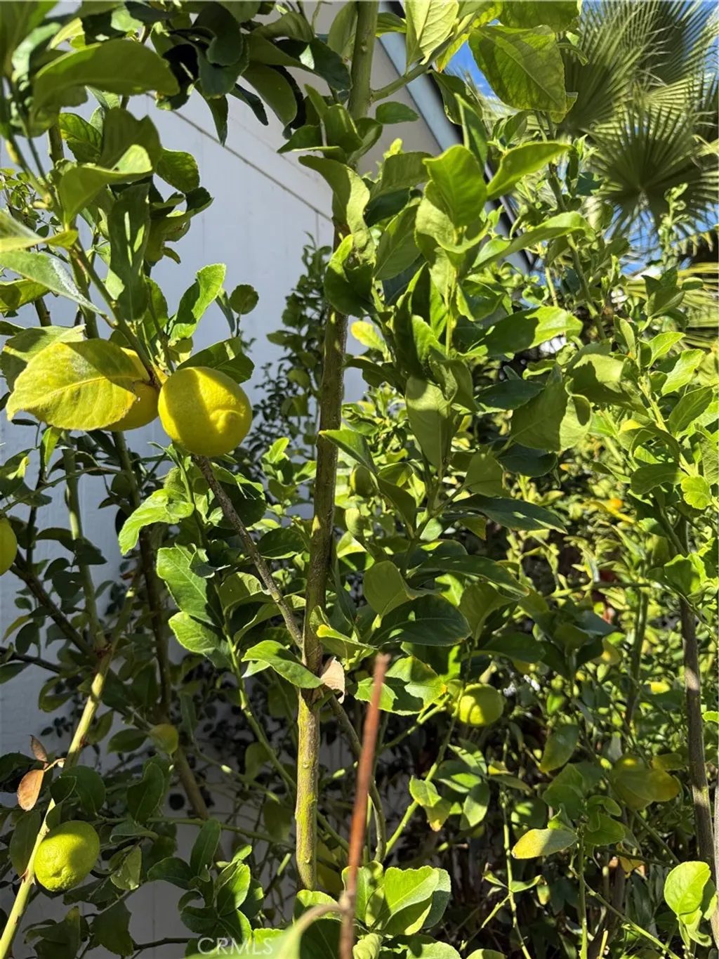 Additional image 6 of 530 W Devonshire Avenue Unit 36, Hemet, CA 92543