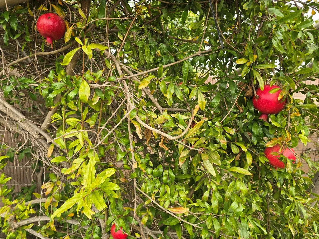 Additional image 69 of 3115 W Teranimar Dr, Anaheim, CA 92804