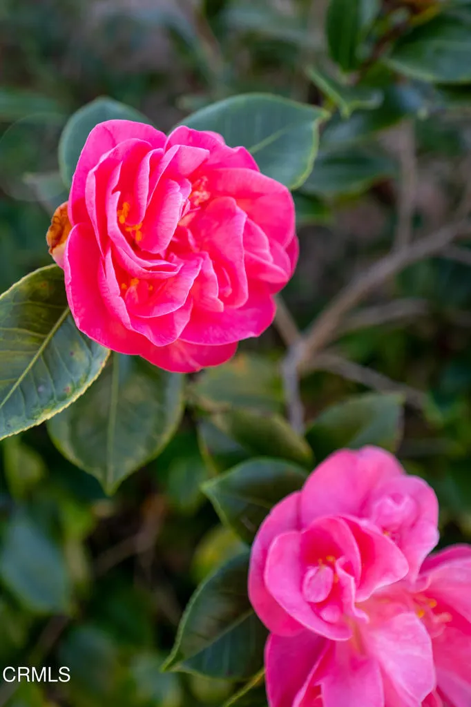 Additional image 78 of 780 Myrna Drive, Port Hueneme, CA 93041