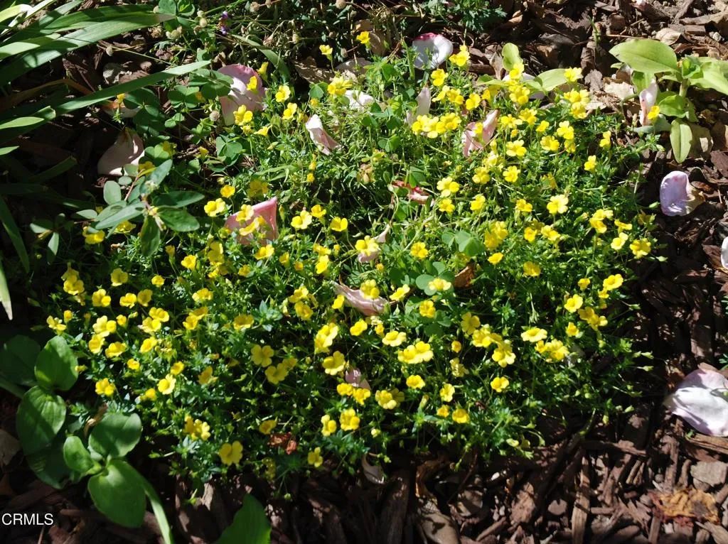 Additional image 67 of 4388 E Central Avenue Unit 63, Camarillo, CA 93010