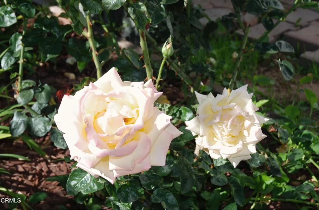 Additional image 34 of 4388 E Central Avenue Unit 63, Camarillo, CA 93010