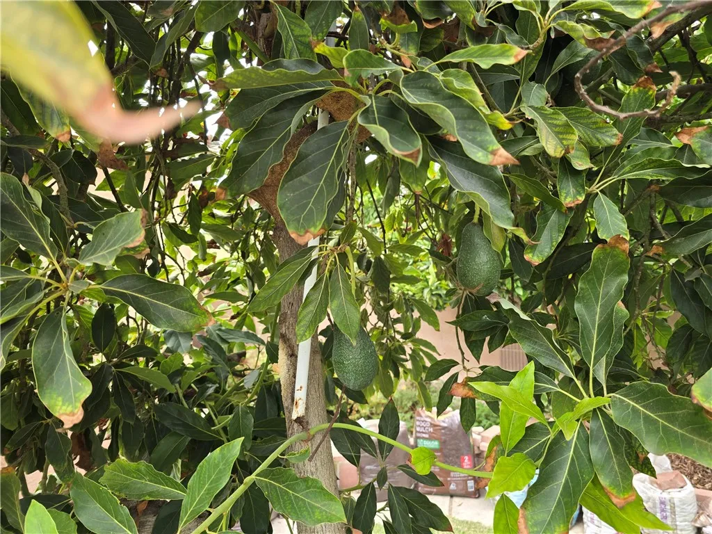 Additional image 33 of 3115 W Teranimar Dr, Anaheim, CA 92804