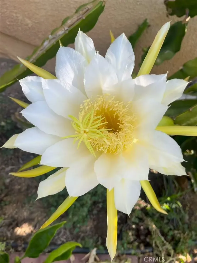 Additional image 53 of 1662 Palermo Dr, Riverside, CA 92507