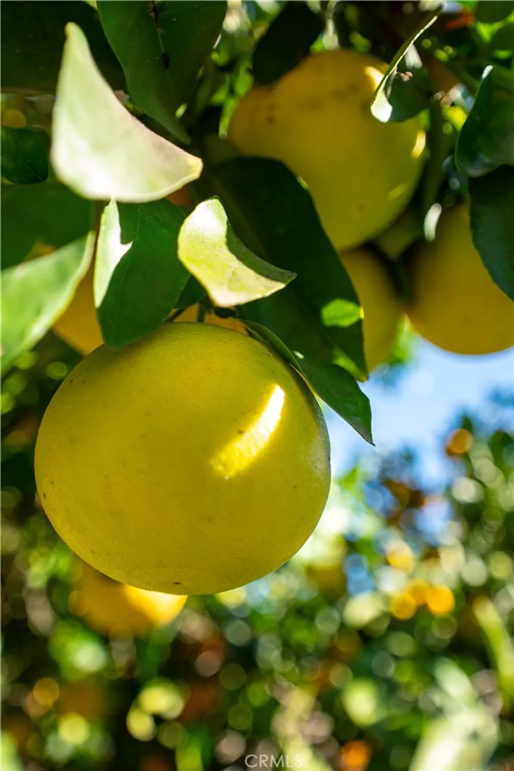 Property image for 4295 Hitch Boulevard, Moorpark, CA 93021