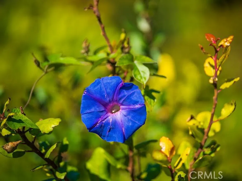 Additional image 44 of 30545 Rhone Drive, Rancho Palos Verdes, CA 90275