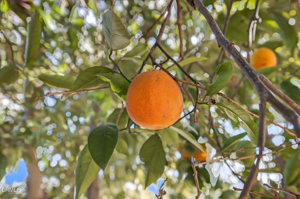 Additional image 97 of 729 Ralph Way, Santa Paula, CA 93060