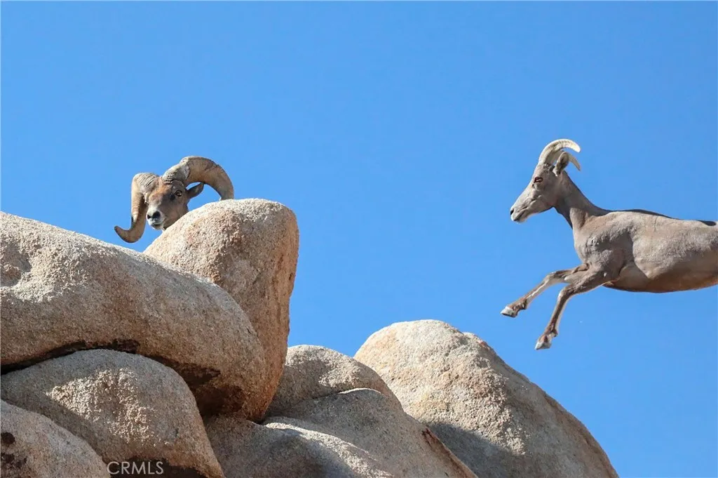 Additional image 46 of 66075 Foothill Dr, Joshua Tree, CA 92252