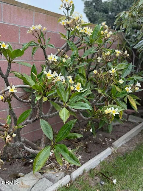 Additional image 28 of 311 Cascade Avenue, Oxnard, CA 93033