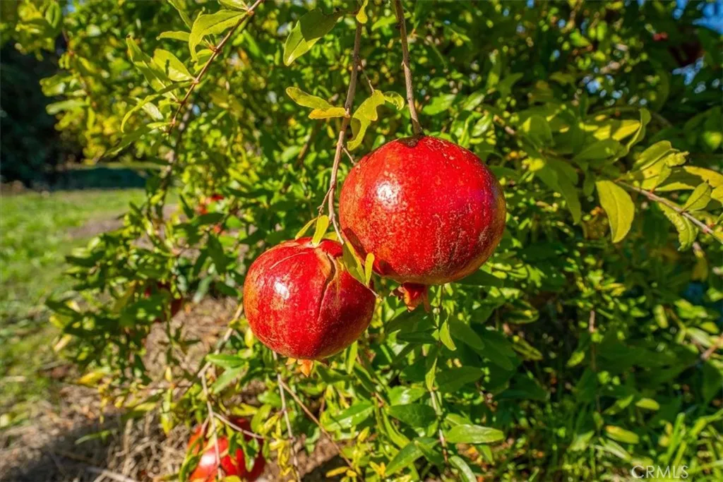 Additional image 139 of 22319 O, Corning, CA 96021