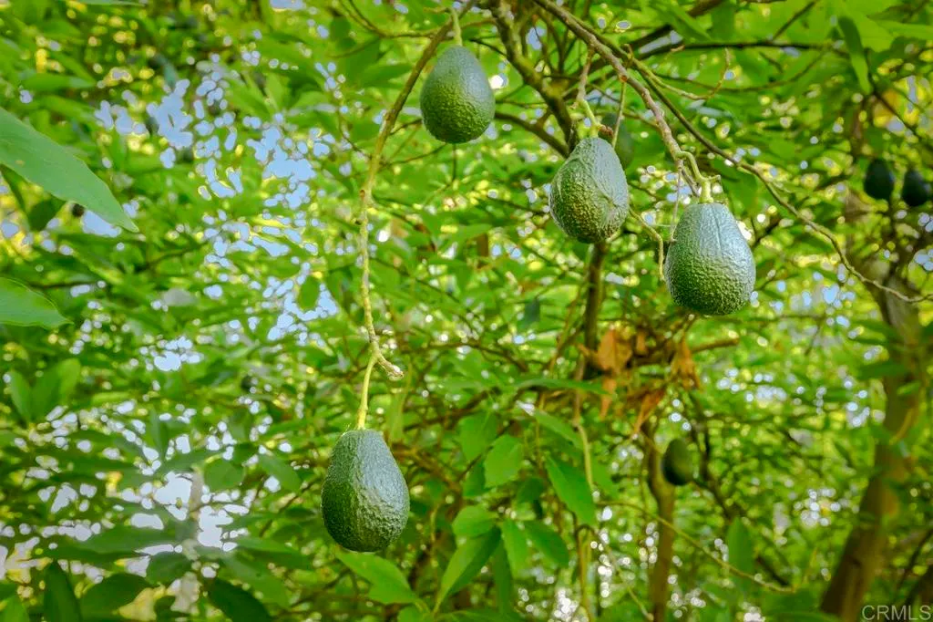 Additional image 53 of 6036 Rainbow Heights Road, Fallbrook, CA 92028