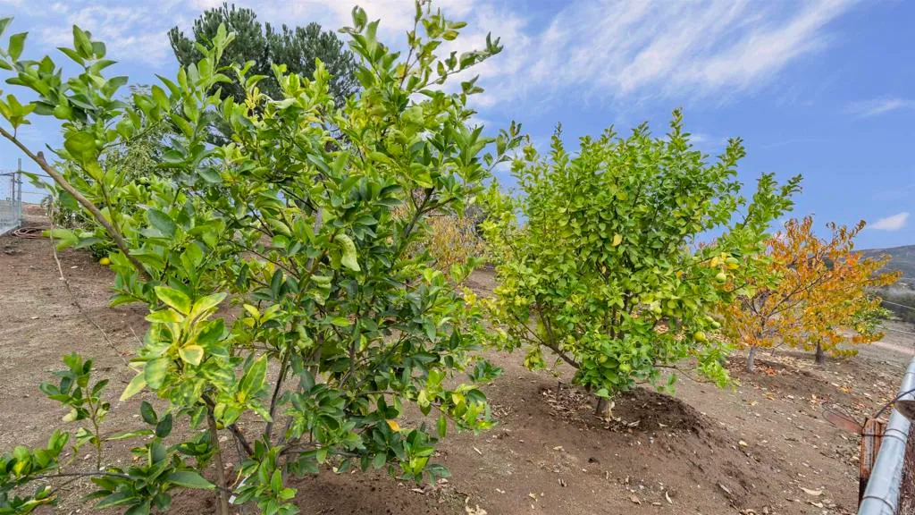 Additional image 88 of 39260 Grassy Road, Temecula, CA 92592