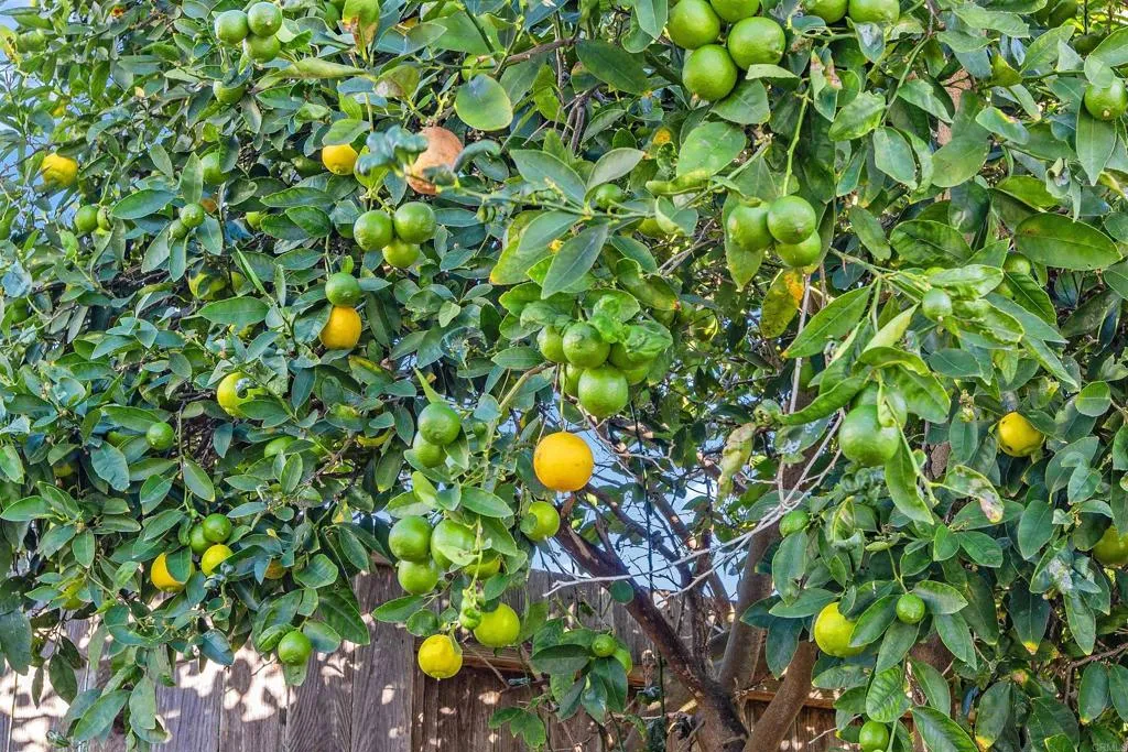 Additional image 53 of 453 Shadow Tree Drive, Oceanside, CA 92058