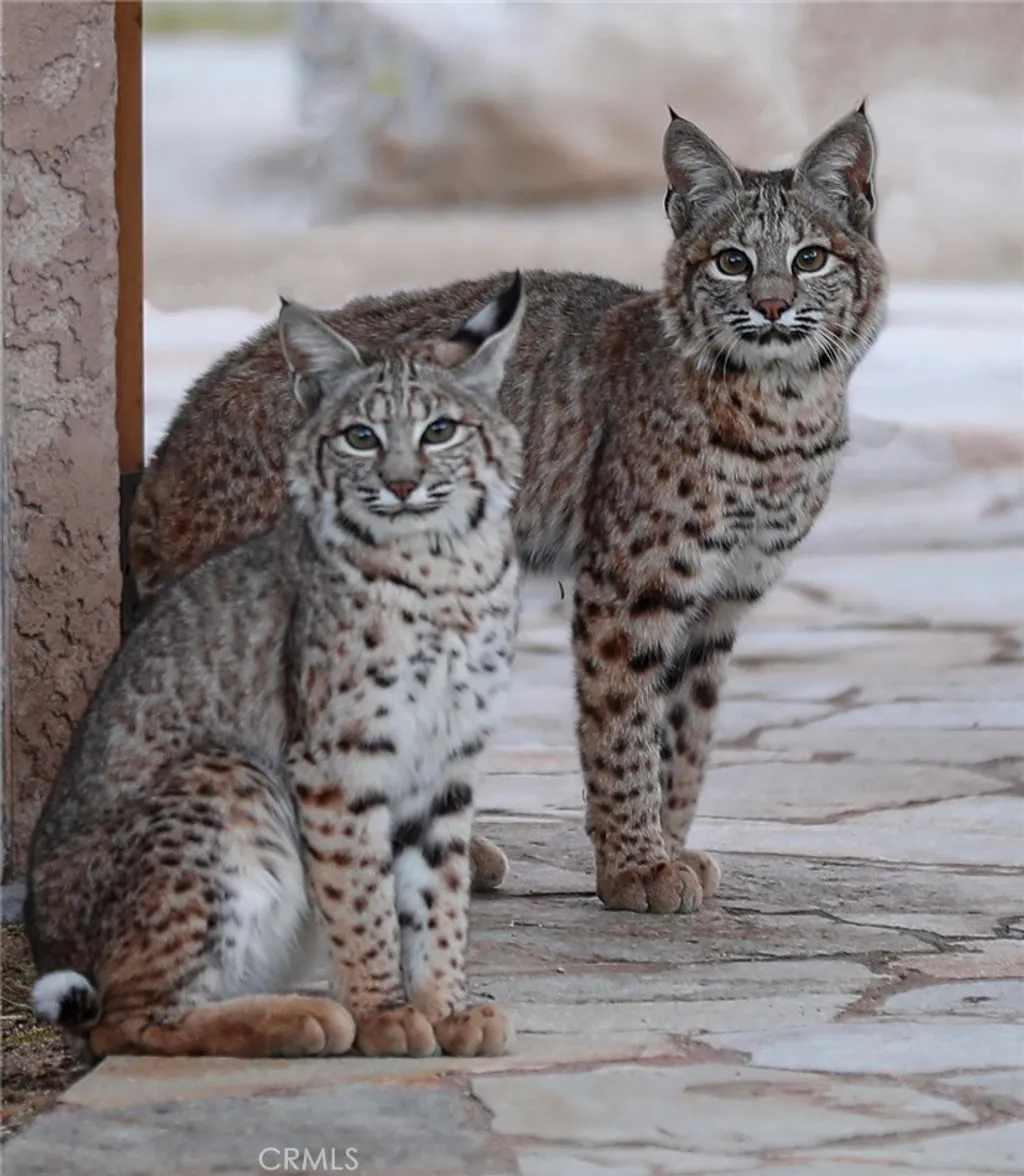 Additional image 53 of 66075 Foothill Dr, Joshua Tree, CA 92252