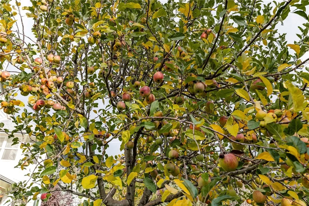 Additional image 106 of 39287 Pine Street, Yucaipa, CA 92399