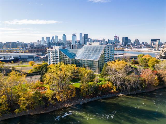 2500 Av. Pierre-Dupuy|#703|Montréal (Ville-Marie), Quebec H3C4L1