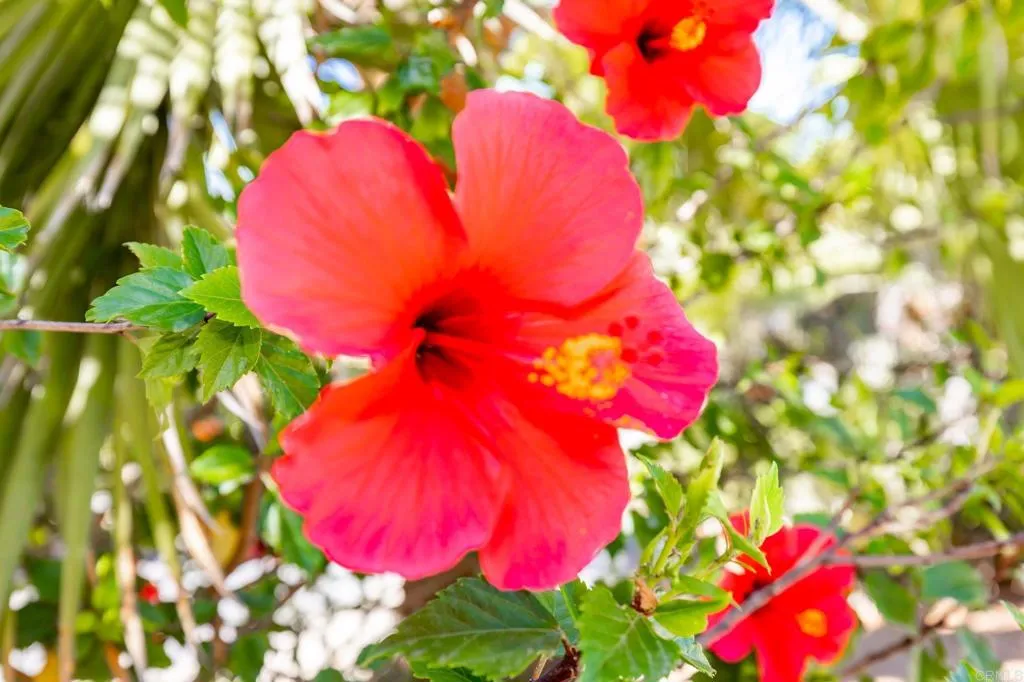 Additional image 81 of 224 Astro Court, Vista, CA 92083