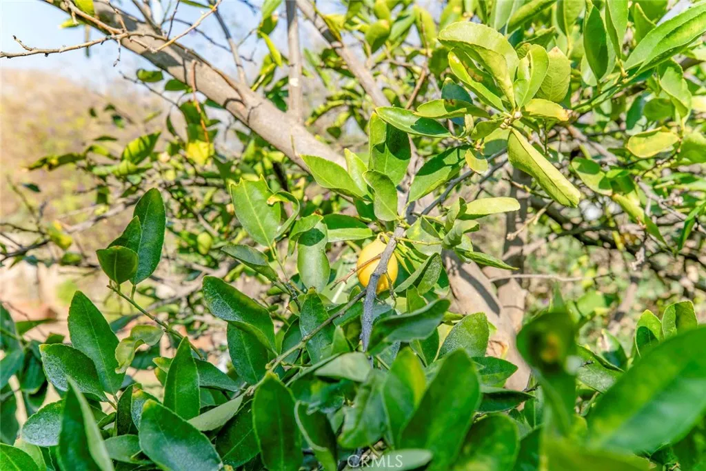 Additional image 52 of 11020 Scoville Avenue, Sunland, CA 91040