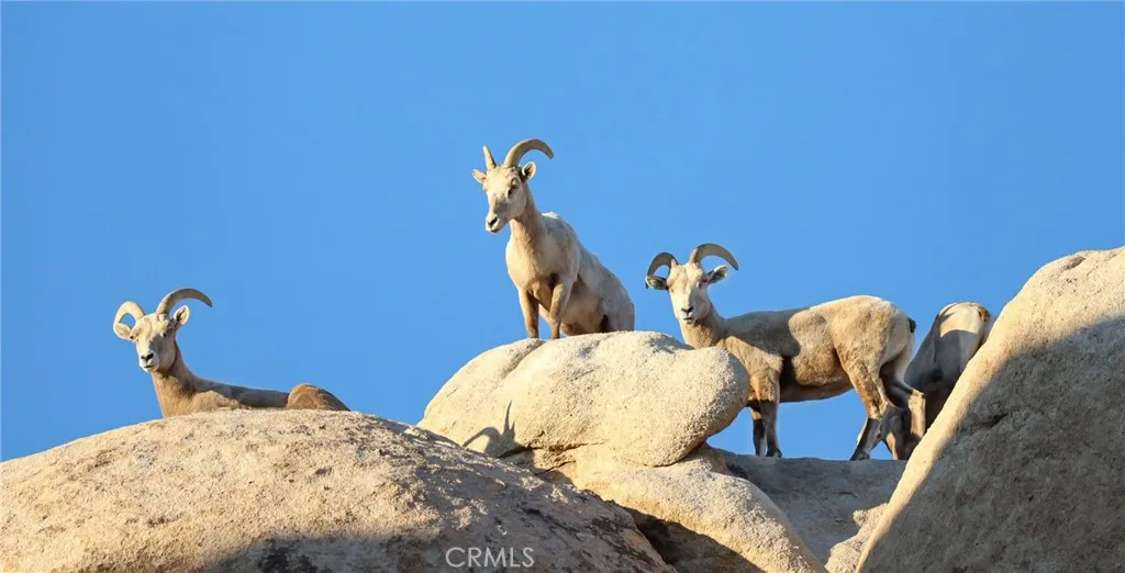 Additional image 57 of 66075 Foothill Dr, Joshua Tree, CA 92252