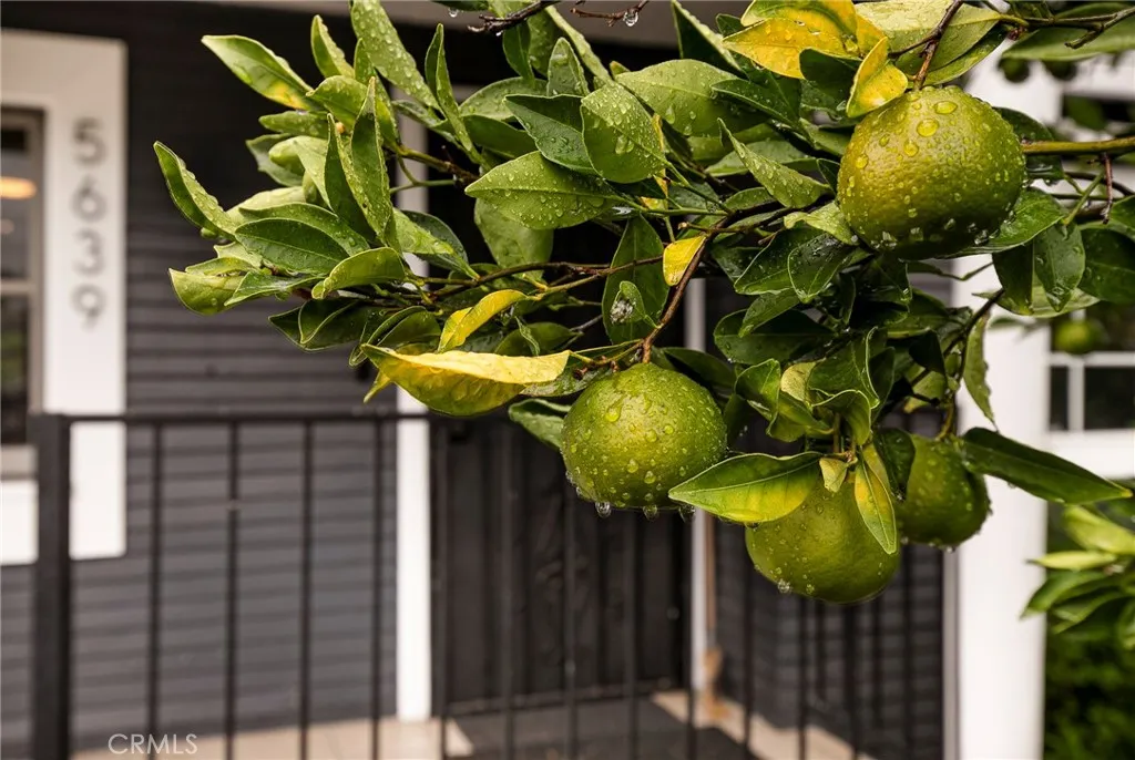 Additional image 58 of 5639 Ash Street, Los Angeles, CA 90042