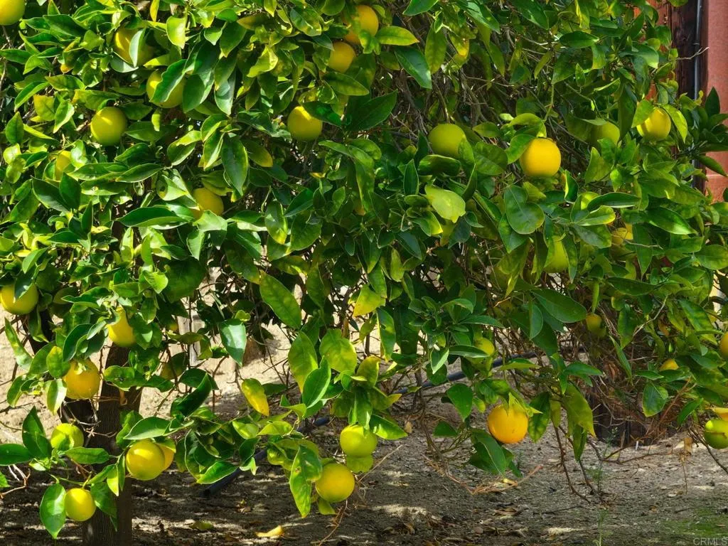 Additional image 136 of 2573 Los Alisos S, Fallbrook, CA 92028