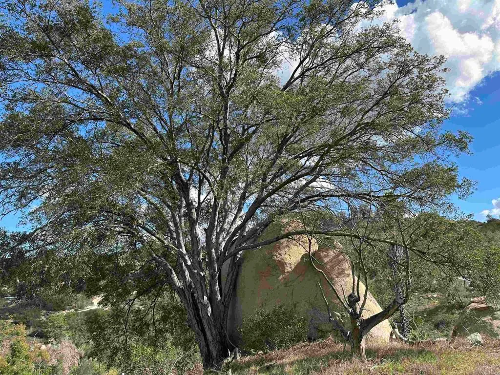 Additional image 92 of 2494 Lane Ln, Fallbrook, CA 92028