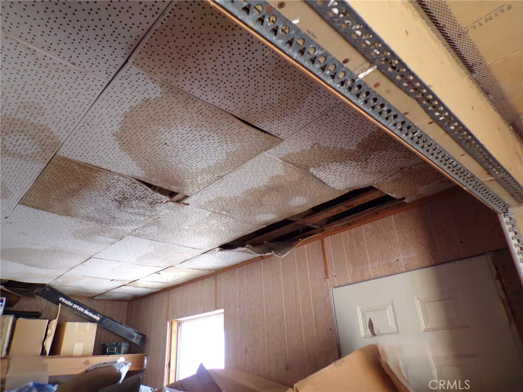 Additional image 6 of Cholla, Johnson Valley, CA 92285