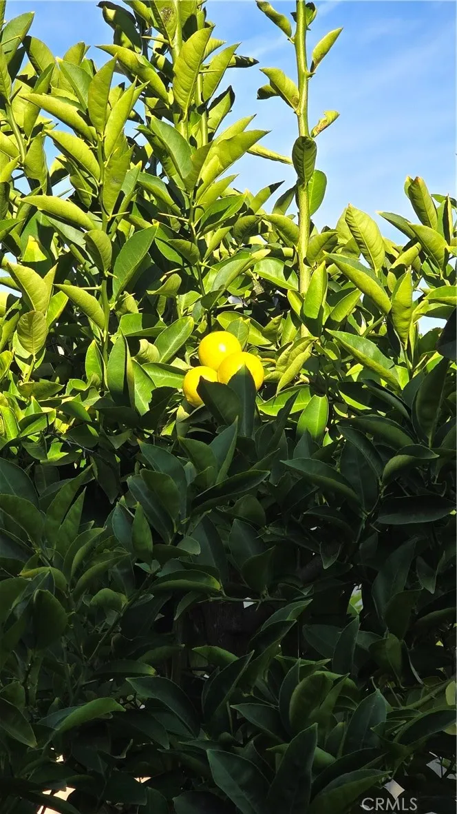 Additional image 14 of 4441 Los Serranos Blvd, Chino Hills, CA 91709