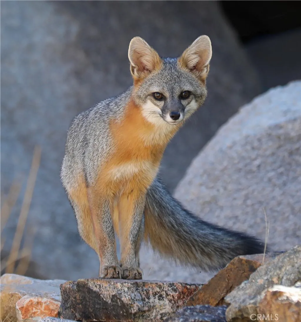 Additional image 40 of 66075 Foothill Dr, Joshua Tree, CA 92252