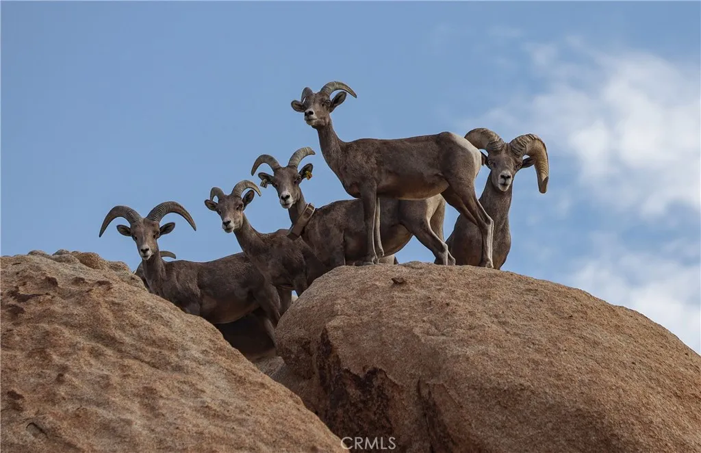 Additional image 96 of 66075 Foothill Dr, Joshua Tree, CA 92252