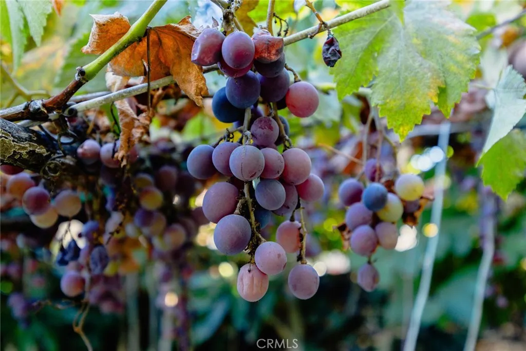 Additional image 21 of 4607 Earle Avenue, Rosemead, CA 91770