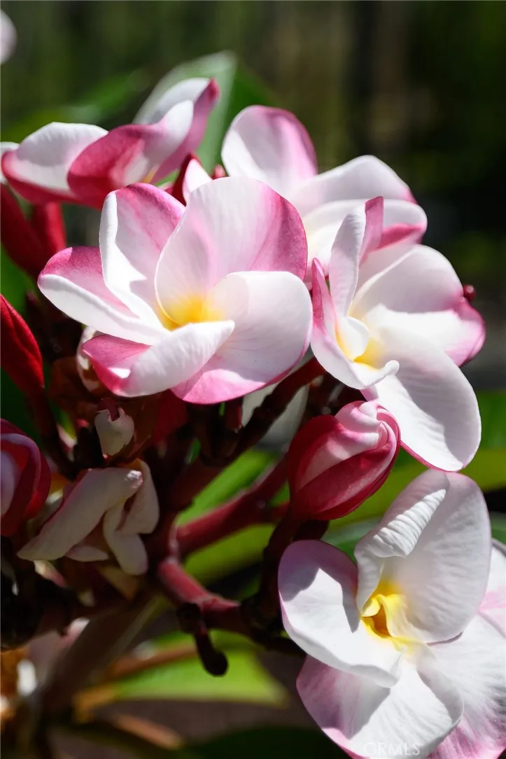 Additional image 114 of 12 Serna, Rancho Santa Margarita, CA 92688