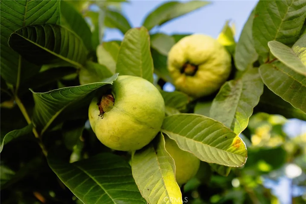 Additional image 38 of 4607 Earle Avenue, Rosemead, CA 91770