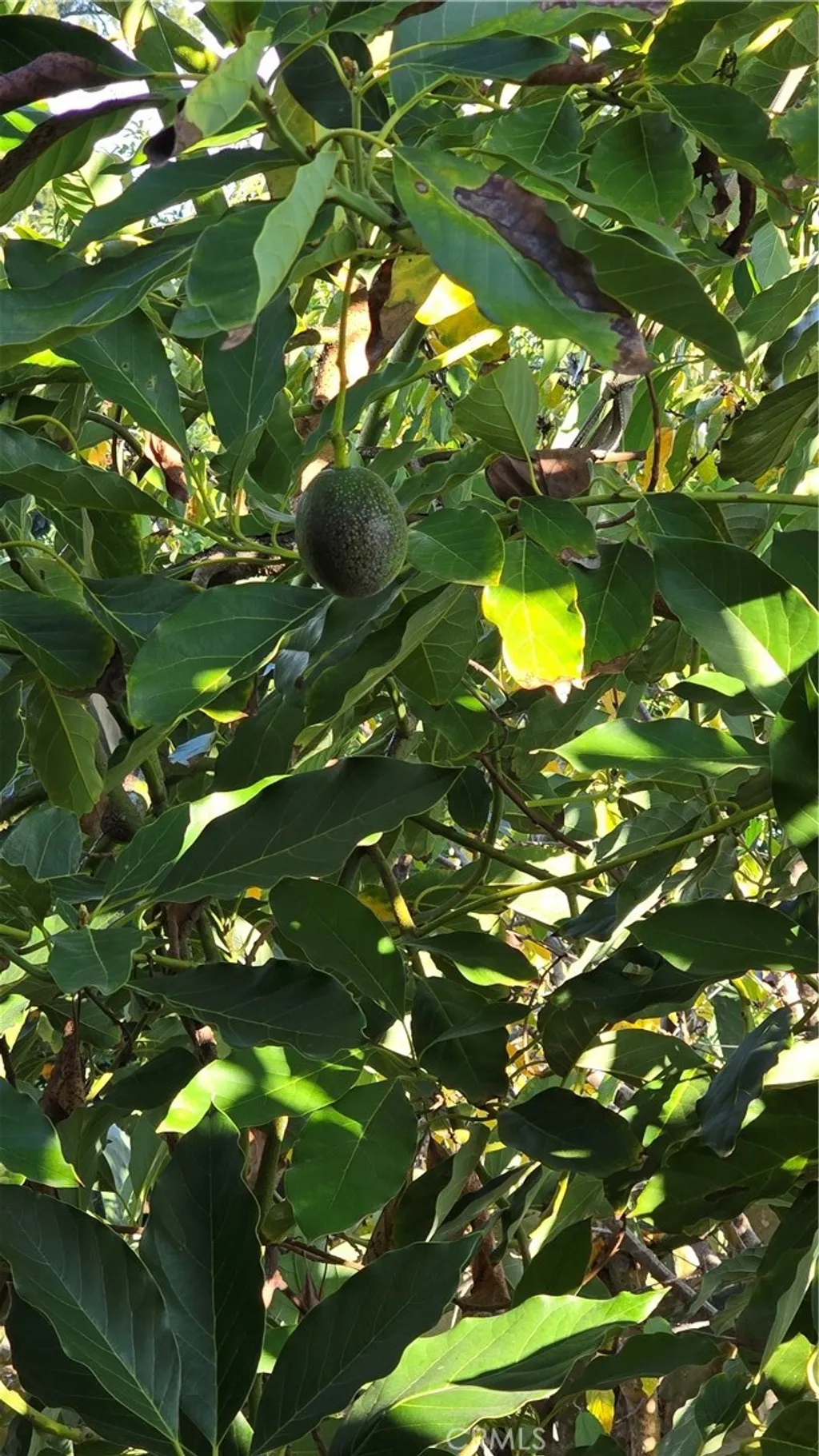 Additional image 7 of 4441 Los Serranos Blvd, Chino Hills, CA 91709