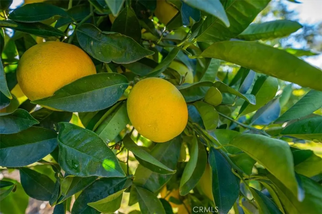 Additional image 109 of 22319 O, Corning, CA 96021