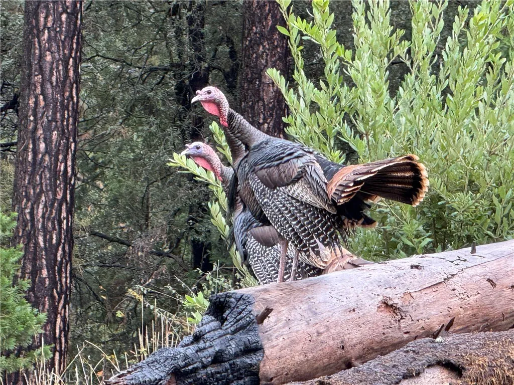 Additional image 81 of 13159 Mullen Way, Oroville, CA 95965