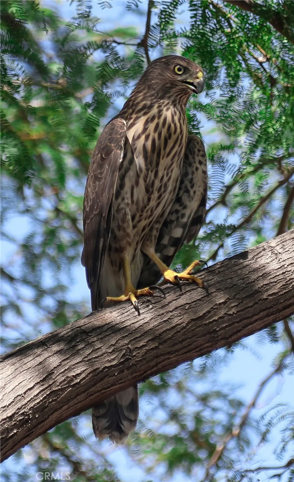 Additional image 42 of 66075 Foothill Dr, Joshua Tree, CA 92252