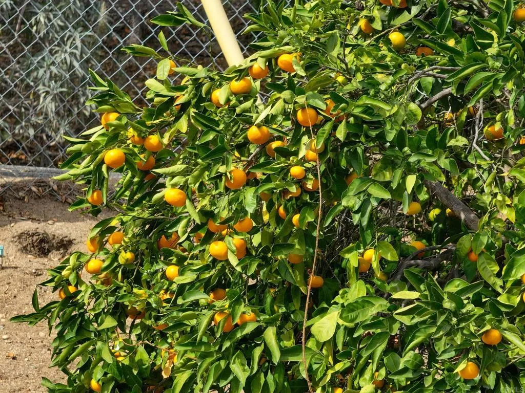 Additional image 65 of 2573 Los Alisos S, Fallbrook, CA 92028