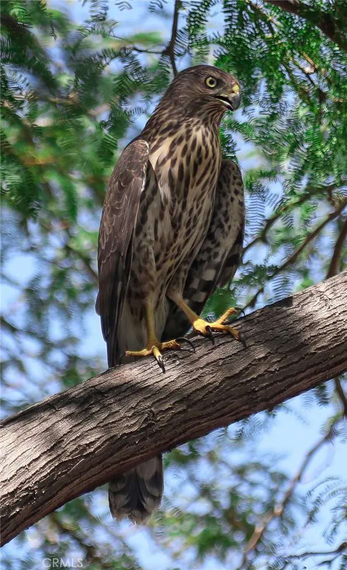 Additional image 94 of 66075 Foothill Dr, Joshua Tree, CA 92252