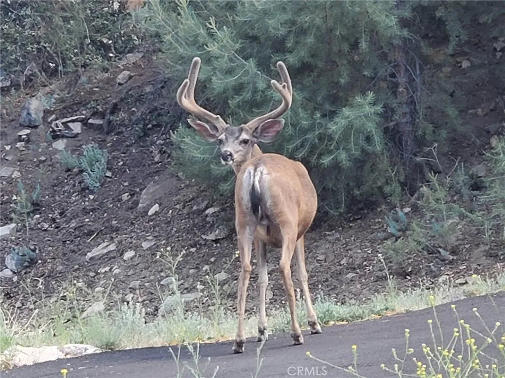 Additional image 40 of 1700 Woodland Dr, Pine Mountain Club, CA 93222