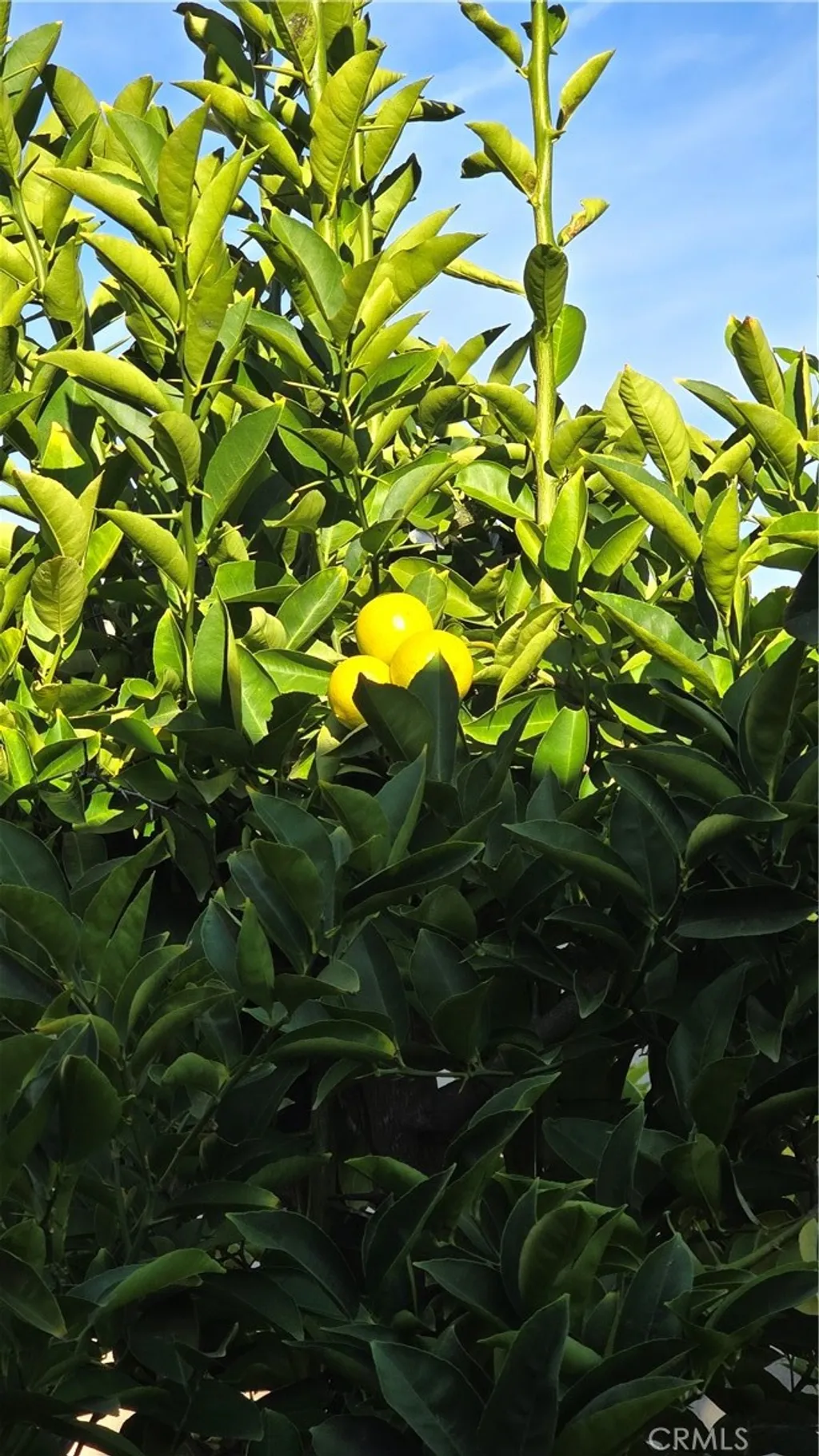 4441 Los Serranos Blvd, Chino Hills, CA 91709