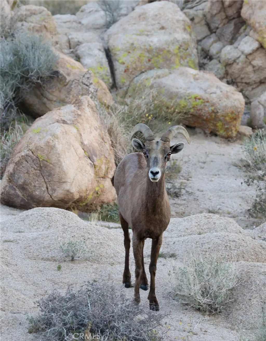 Additional image 48 of 66075 Foothill Dr, Joshua Tree, CA 92252