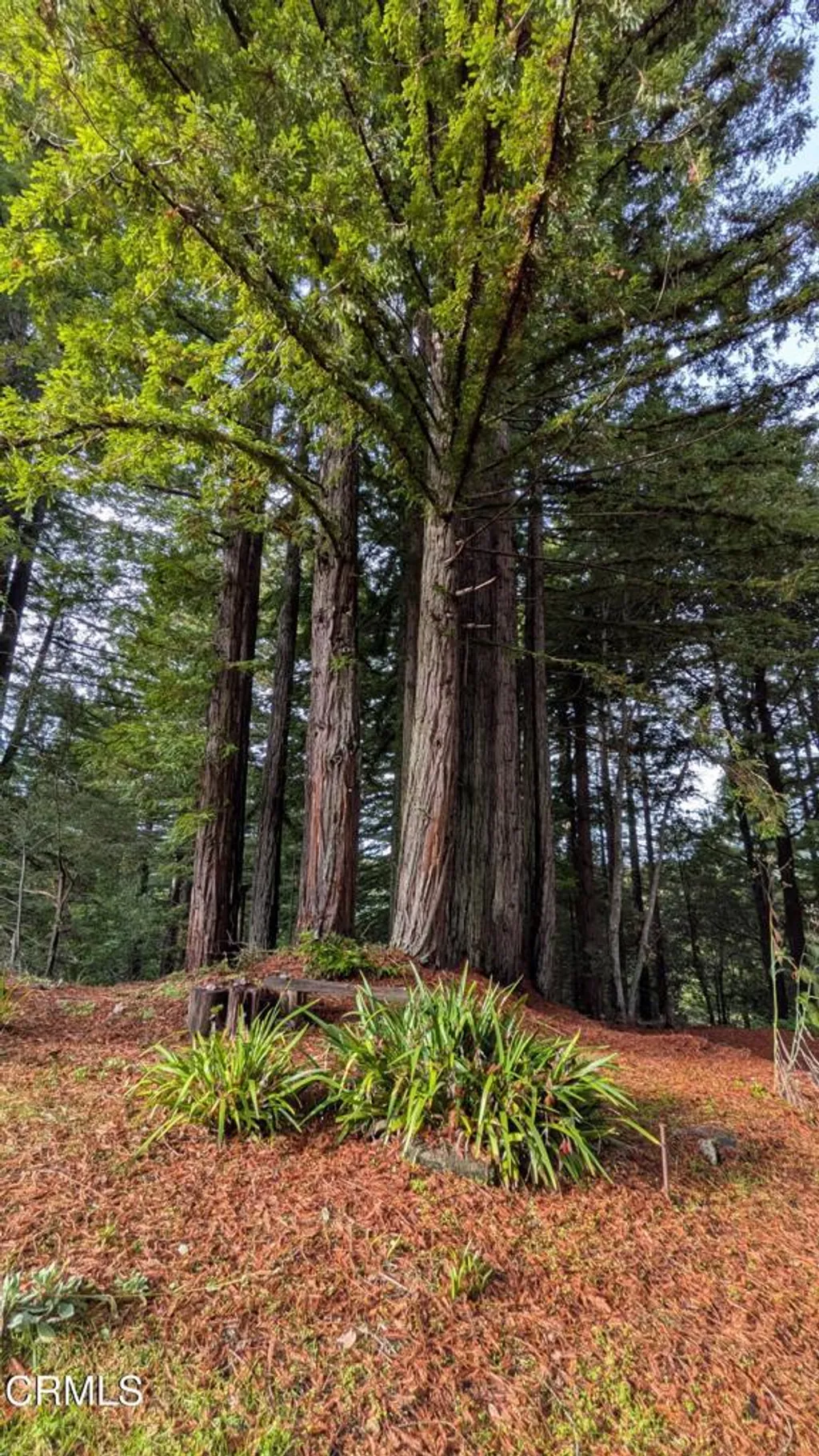 Additional image 4 of 19800 Appaloosa Way, Philo, CA 95463