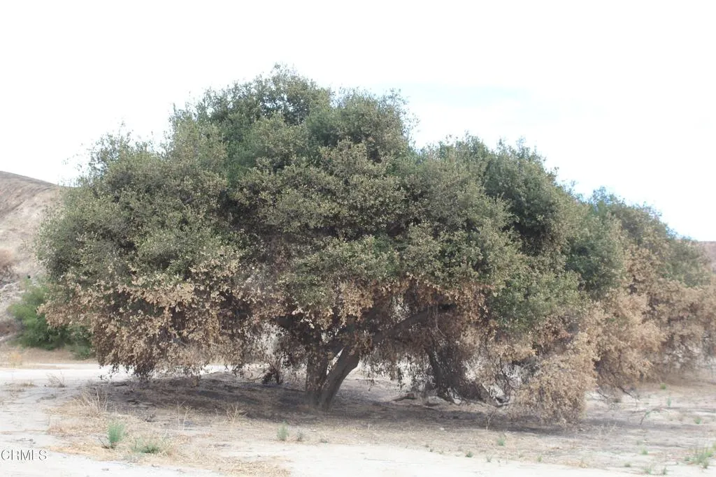 Additional image 39 of 31029 Hasley Canyon Road, Castaic, CA 91384