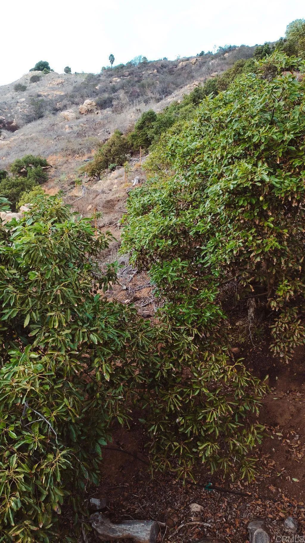 Additional image 33 of 1411 Wild Acres Rd., Vista, CA 92084