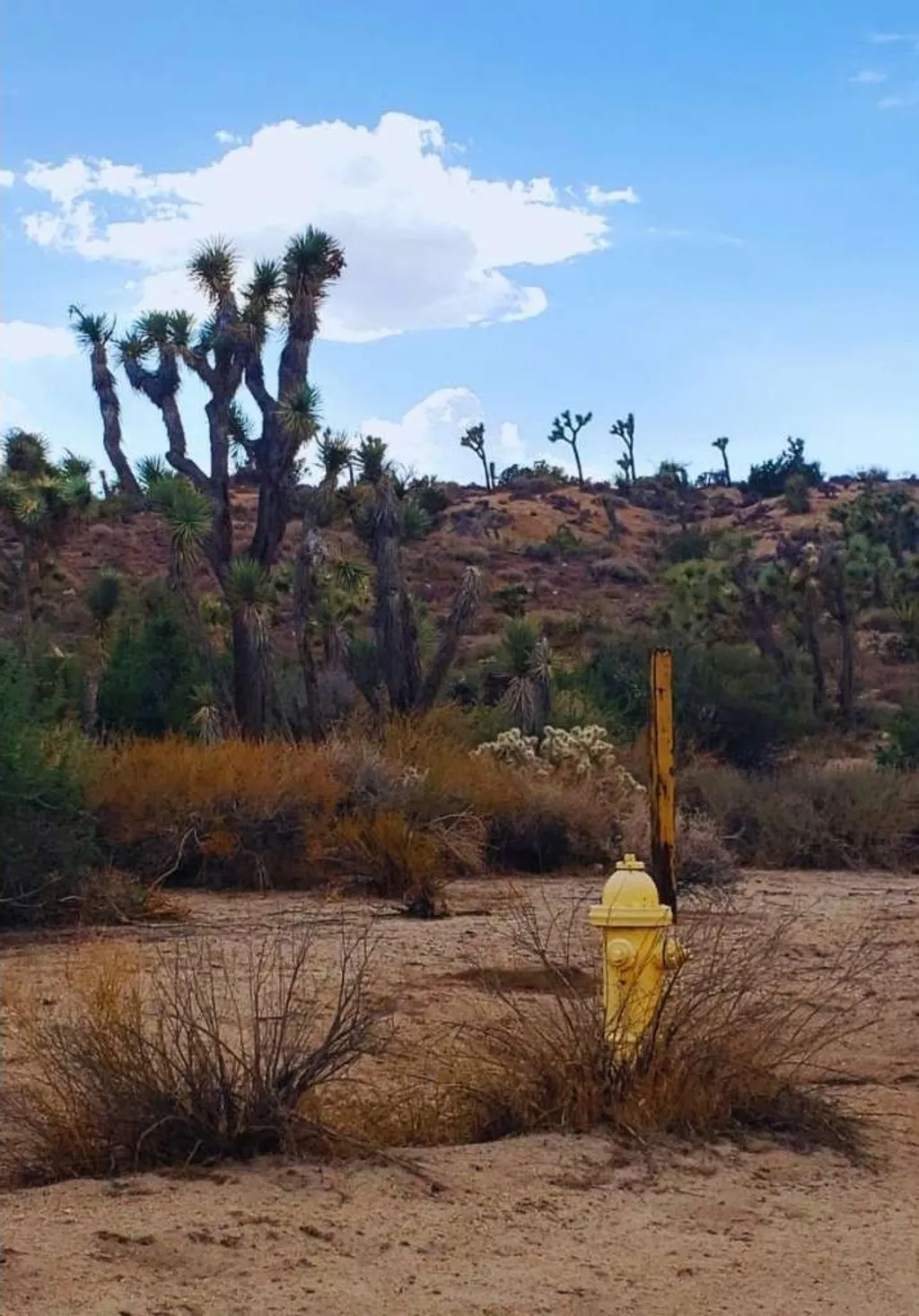 Additional image 14 of 56200 Skyline Ranch Road, Yucca Valley, CA 92284