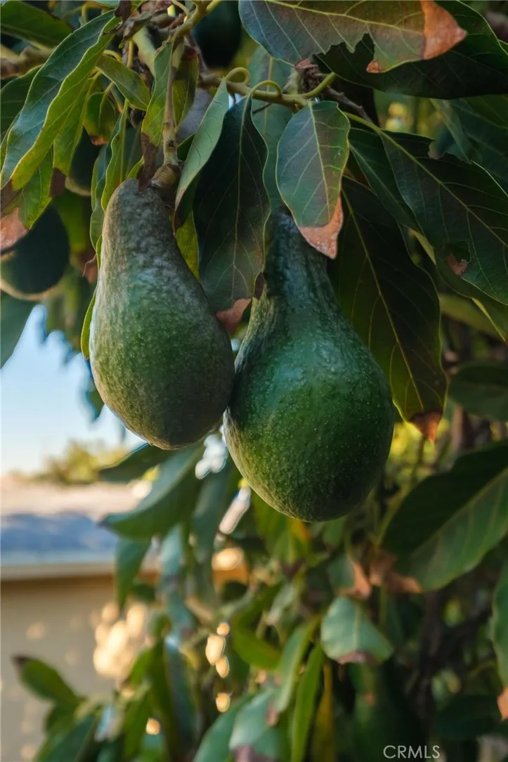 Additional image 93 of 2432 W 237th Place, Torrance, CA 90501