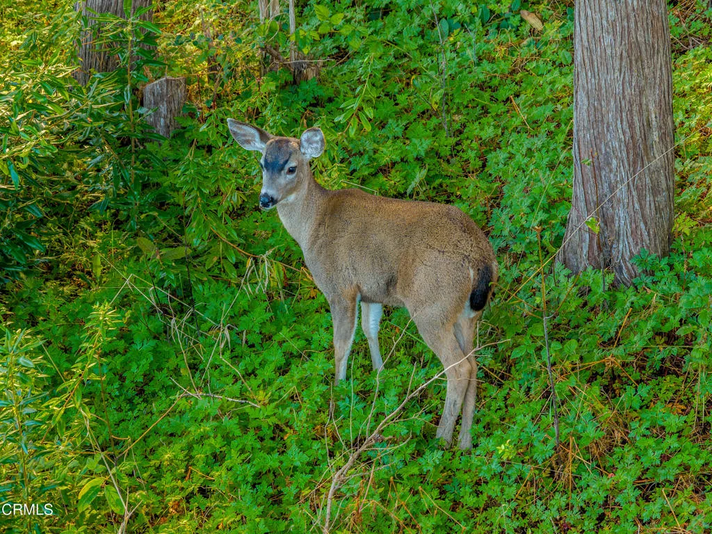 Additional image 84 of 19204 Benson Lane, Fort Bragg, CA 95437