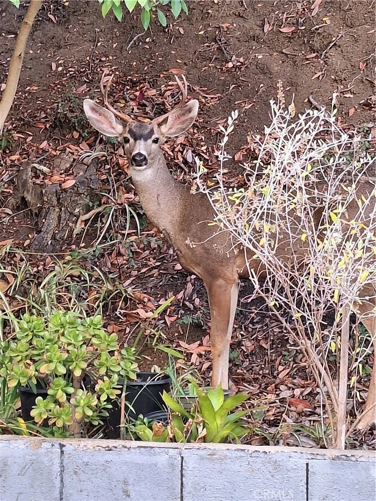 Additional image 79 of 11944 Briarvale Lane, Studio City, CA 91604